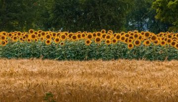 ������ �������: ��������� ��������� �������