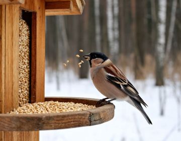 ���������� ����������: ���� ������� ���� � ������ ������, ����� �� ���������?�