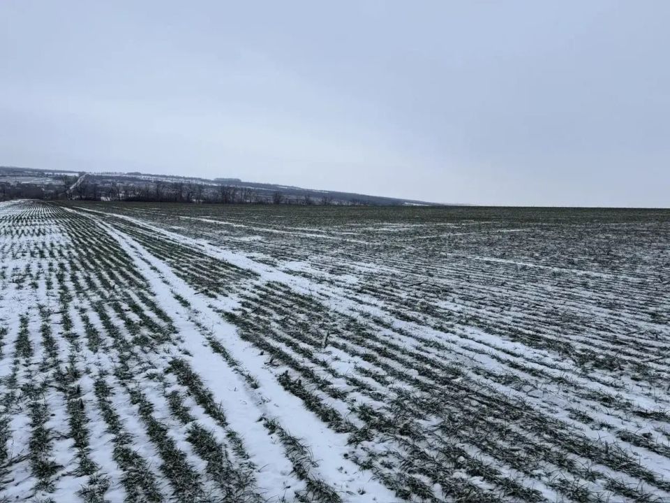 Почва промерзла на 37 см. Как себя чувствуют озимые в ЛНР Почва промерзла на 37 см. Как себя чувствуют озимые в ЛНР