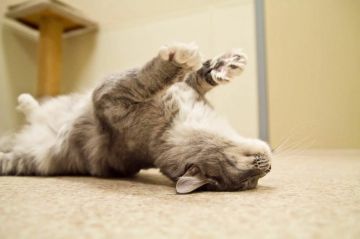 �������� ������� ���������� ����� � ������ ���� �������� ������ �� �������������