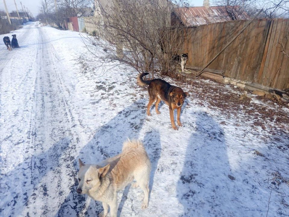 КСВО ЛНР помогает жителям прифронтовых городов КСВО ЛНР помогает жителям прифронтовых городов