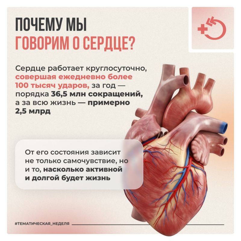 Сердце – ключевой орган организма, от его состояния зависит здоровье и продолжительность жизни Сердце – ключевой орган организма, от его состояния зависит здоровье и продолжительность жизни