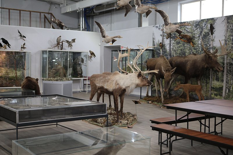 Минприроды ЛНР информирует об административной ответственности за несоблюдение Порядка государственного учета, пополнения, хранения, приобретения, зоологических коллекций или отдельных экспонатов на территории Луганской...