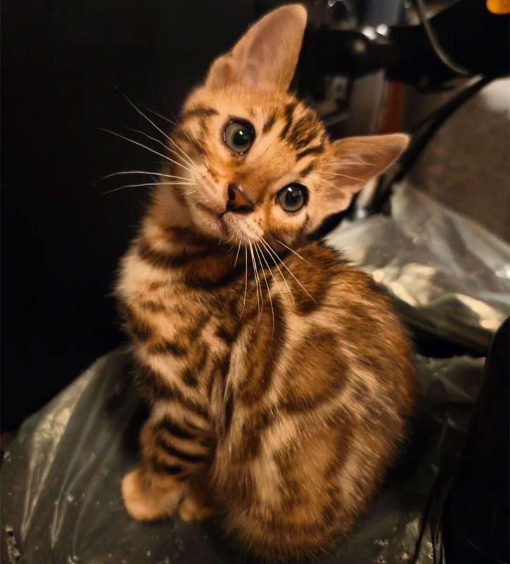 21 ������� �� ���������� ��������� �������� ���������� ����� ������� � ������������