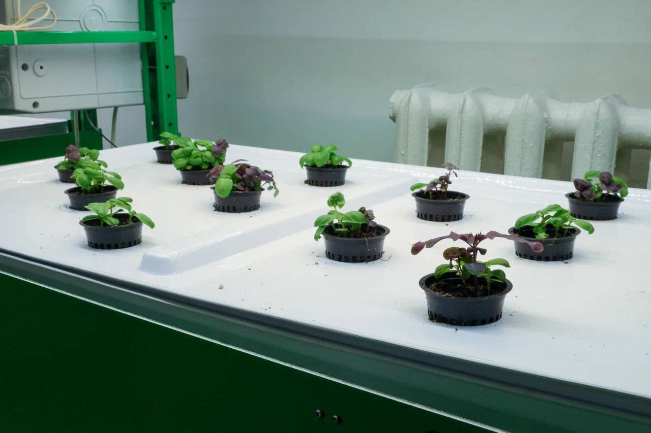 Учителя агроклассов в ЕАО получат дополнительные выплаты Учителя агроклассов в ЕАО получат дополнительные выплаты