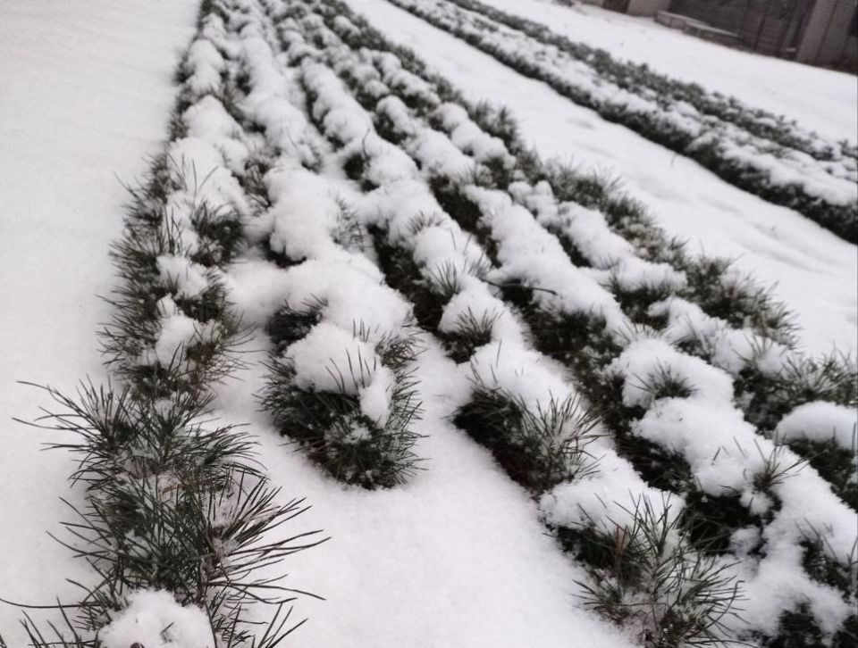 � ���������� � ���� ���� ������� 7 �������� ������ ����