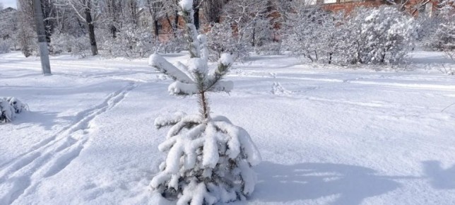 Рубрика: Зима в Рубежном. В Рубежном зима снова вступает в свои права, покрывая всё белоснежным одеялом