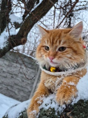 23 ������� �� ���������� ��������� �������� ���������� �������������� ���������� ����������