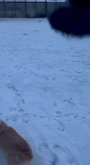 22 февраля - Всемирный день прогулки с собакой