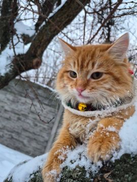 23 ������� �� ���������� ��������� �������� ���������� �������������� ���������� ����������