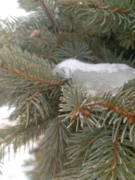 Доброе утро!. Прогноз погоды на сегодня, 25 февраля Утром: +3° (ощущается 1°), ветер ЮВ 4 м/с