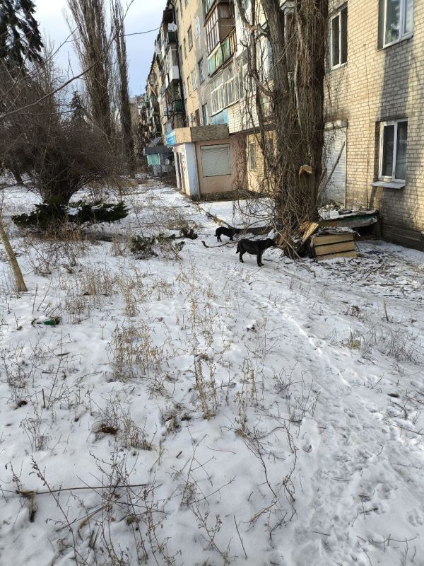 В Лисичанске продолжаются мероприятия по отлову животных без владельцев В Лисичанске продолжаются мероприятия по отлову животных без владельцев