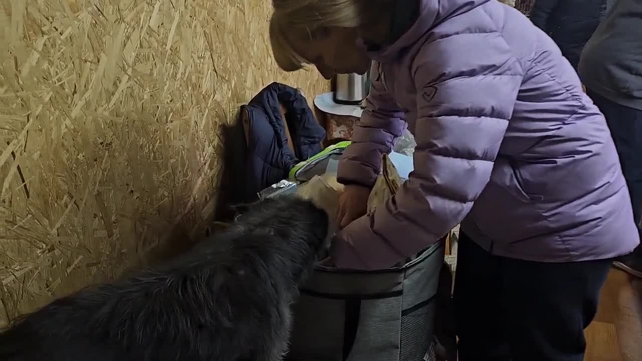 Волгоградские зооволонтеры помогают спасать животных в ЛНР