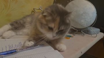 1 марта в России празднуют День кошек