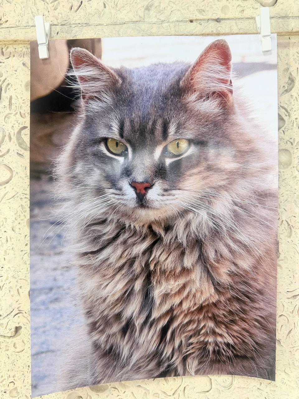 Персональная выставка «Пушистые души» открылась в библиотеке Персональная выставка «Пушистые души» открылась в библиотеке