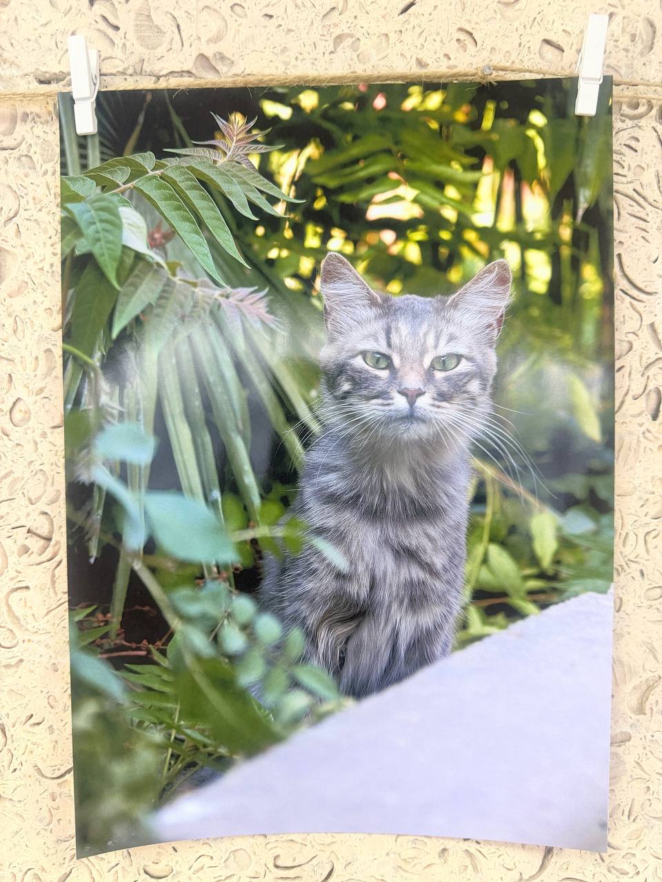 Персональная выставка «Пушистые души» открылась в библиотеке Персональная выставка «Пушистые души» открылась в библиотеке