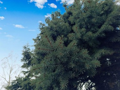 ���� ������� ������ ������ �� ������� "������ ����!"