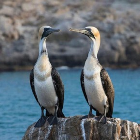 Ежегодно 3 марта во всем мире отмечается Всемирный день дикой природы