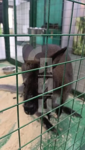 «Джунгли Парк» впервые в Луганске: более 30 экзотических животных в одном месте