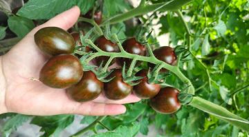 ������, ���������� � ��������-��������� ��������, ����� ������� � ���� � ���������� ������� ��-�� ����� � �������