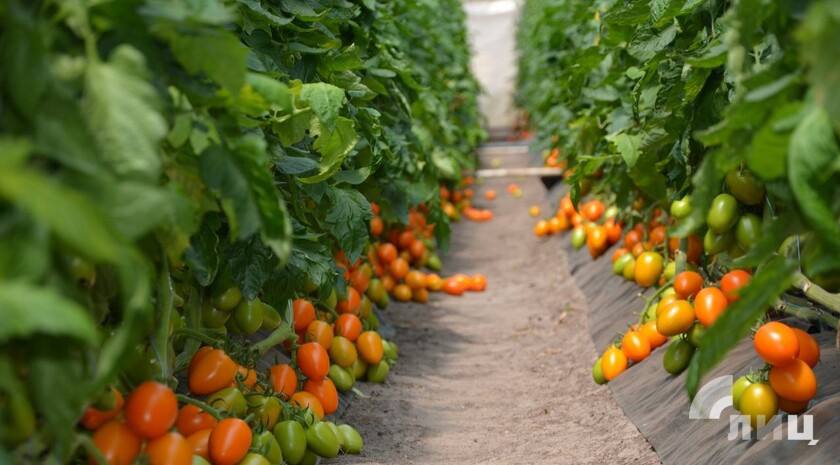 Красный, желтый, тигровый и помидоры черри