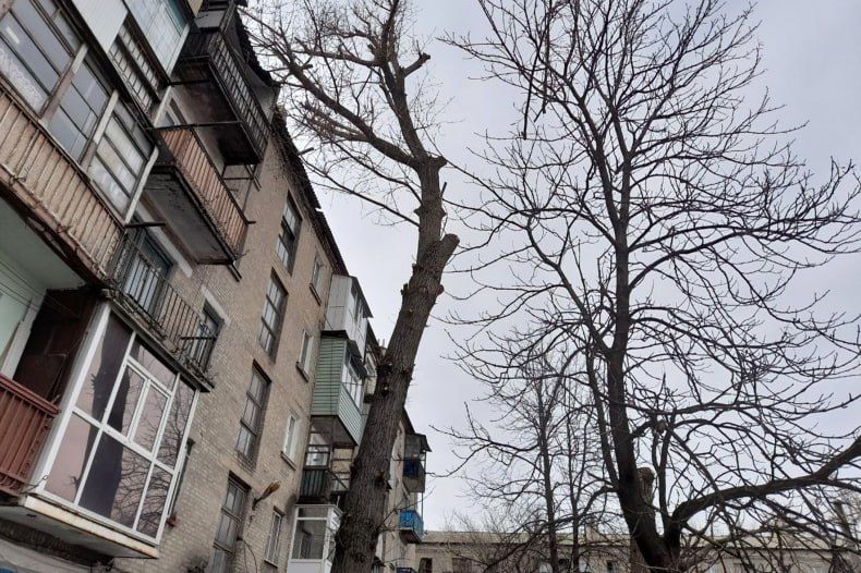 В городе Червонопартизанске обрезали аварийное дерево В городе Червонопартизанске обрезали аварийное дерево