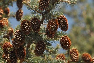 � ��� ������� ����� 8 ���� ����� ��� �������������� �����