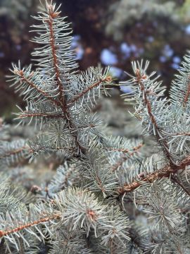 � ������ �����, ������ ����������� �������������� ������ !