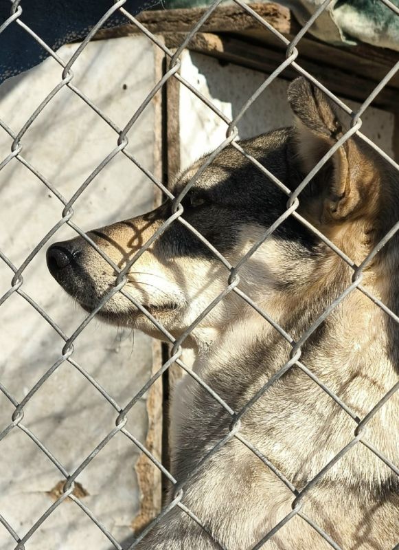 Студенты и коллектив Лутугинского колледжа оказали поддержку приюту «Дай лапу» в г.Луганске Студенты и коллектив Лутугинского колледжа оказали поддержку приюту «Дай лапу» в г.Луганске