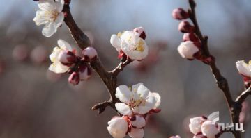 ���������� ���������� ����������������� �� ��� � ��� ������� � ��� ���� ���������� � ��������-��������� 160 ������ � ��������, �� ���������� � ���������