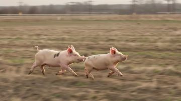 ��� �������� ��������� �� ���: ������������ ��� ��������