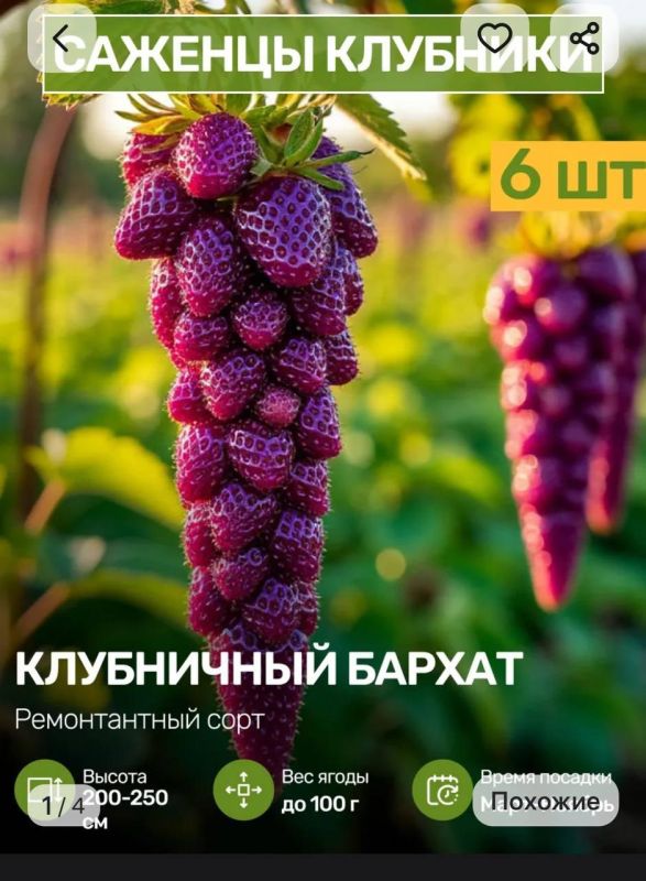 Российских бабушек обманывают на маркетплейсах Российских бабушек обманывают на маркетплейсах