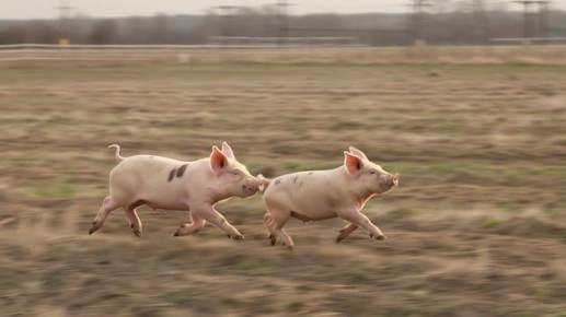 ��� �������� ��������� �� ���: ������������ ��� ��������