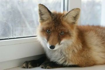 ������, ����, ��������� � ������������� ����� ���� ��������� ������ - ���������� ��� ���������� ��� �����������, ��� � 1 �������� 2025 ���� � ������ ������� � ���� ����������� ������ ��������, ����������� � ���������� �...