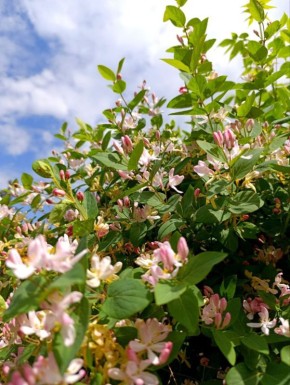 ������ ����, �������!. ������ �������, ��������, ������ � ������� ���