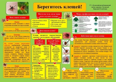 С какими опасными ситуациями для здоровья можно столкнуться при укусах клещей? Как помочь себе и пострадавшему?
