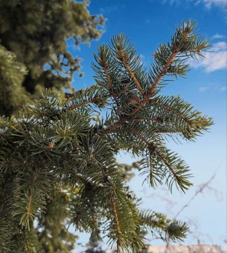 ������ ����, ���������!. ����� ���� �������� � ��������� ����������, ���������� ���� � ������ �������