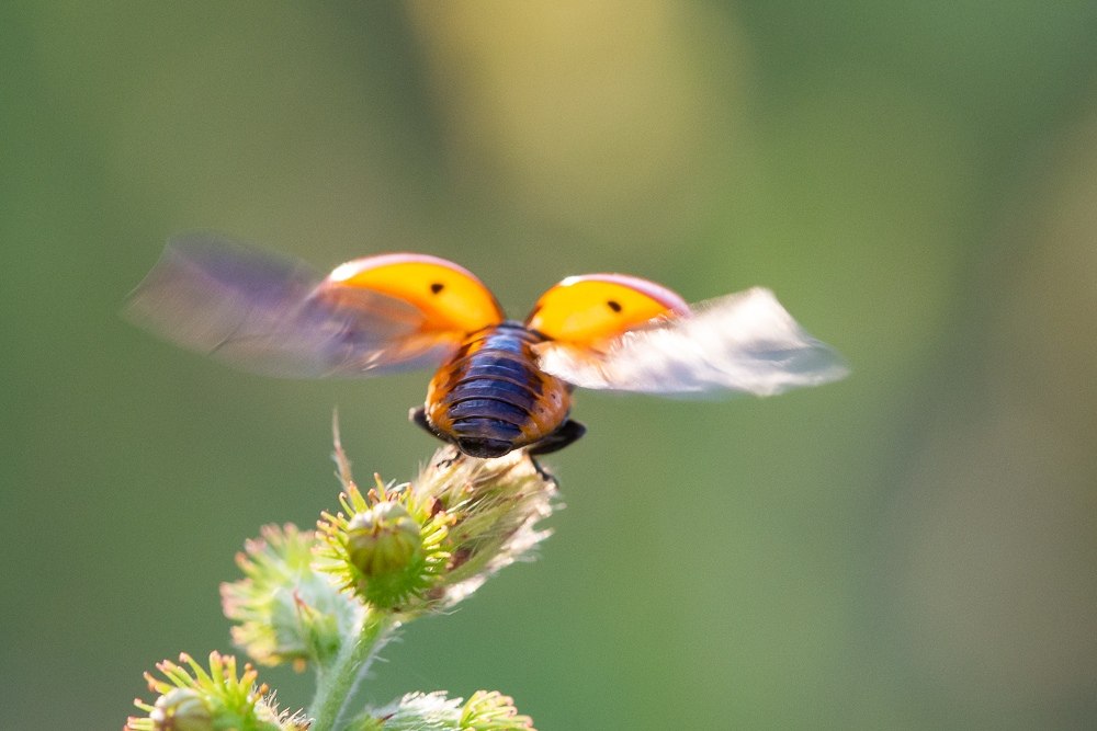 Весеннее равноденствие – время настоящей весны
