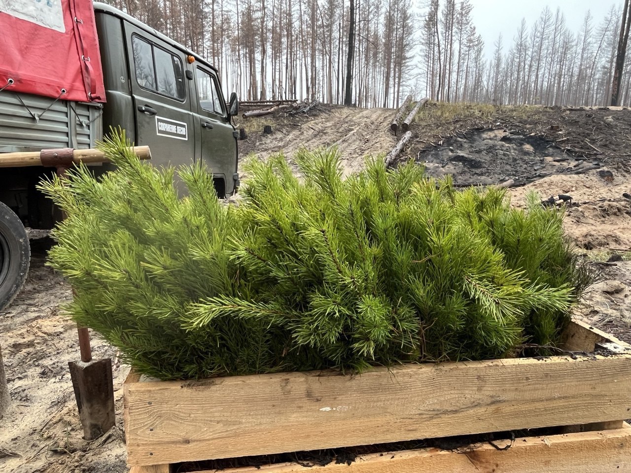 Спасать леса ЛНР планируют по новому