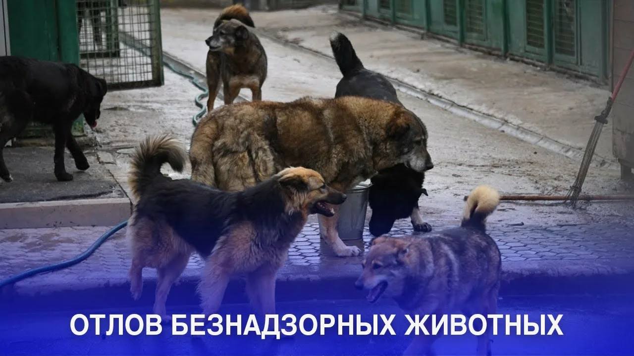 Сергей Козенко: Сегодня хотел бы обратить внимание на то, что на территории нашего округа начались мероприятия по отлову животных без владельцев