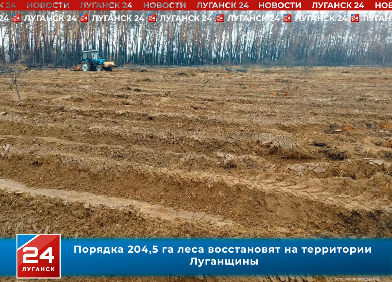 Порядка 204,5 га леса восстановят на территории Луганщины