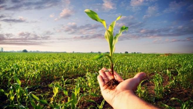 Сергей Козенко: Сельское хозяйство Краснодонского муниципального округа: итоги и перспективы