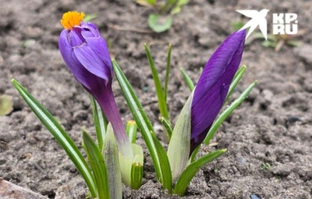 Погода в ЛНР на 25 марта. 25 марта в ЛНР ожидается до +17 градусов тепла