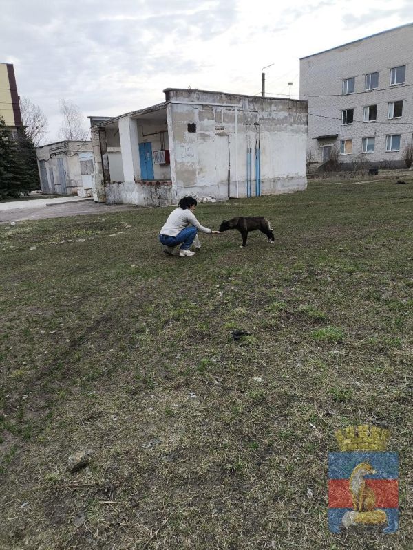 В Лисичанске продолжаются мероприятия по обращению с животными без владельцев В Лисичанске продолжаются мероприятия по обращению с животными без владельцев