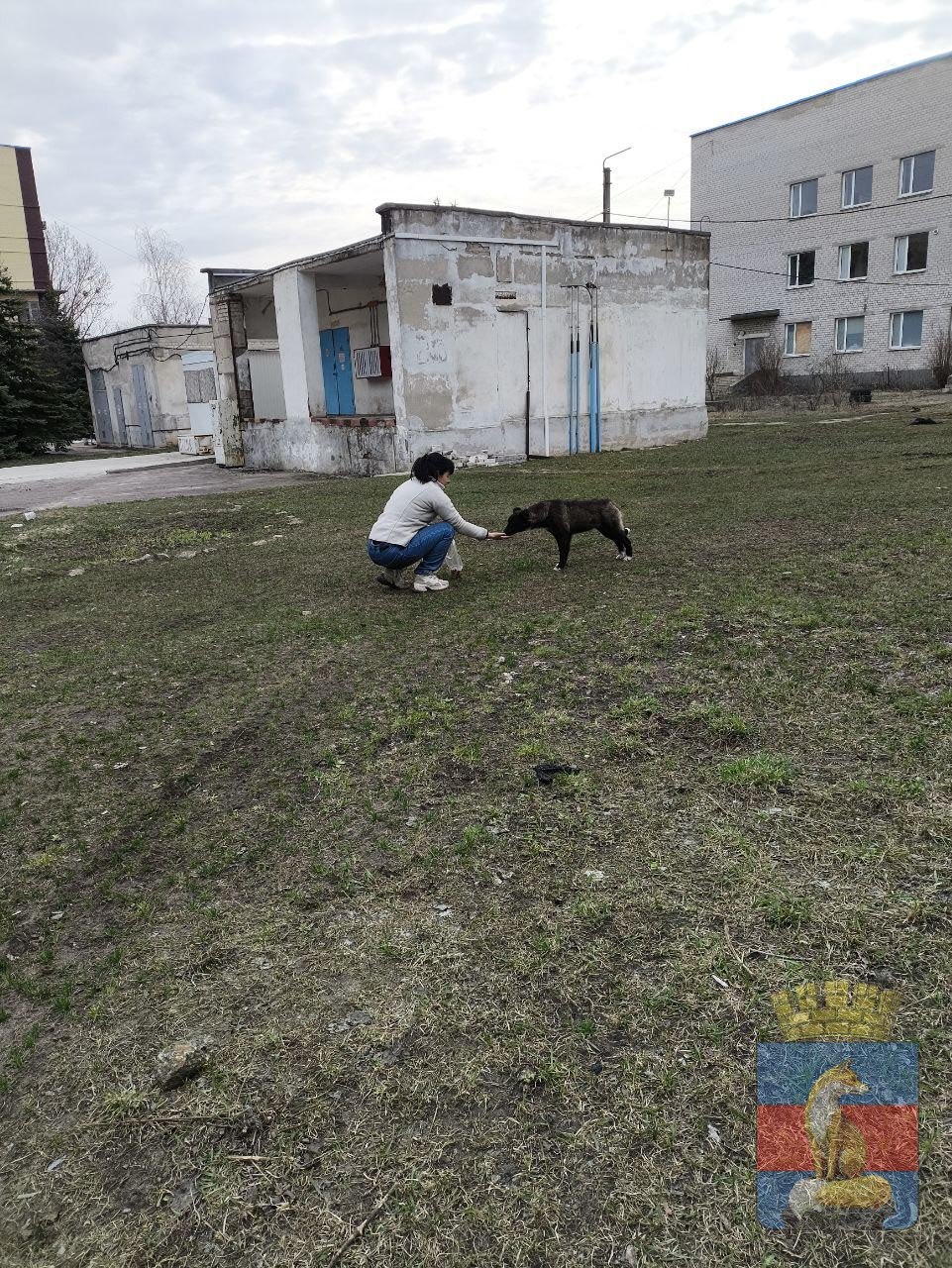 В Лисичанске продолжаются мероприятия по обращению с животными без владельцев В Лисичанске продолжаются мероприятия по обращению с животными без владельцев