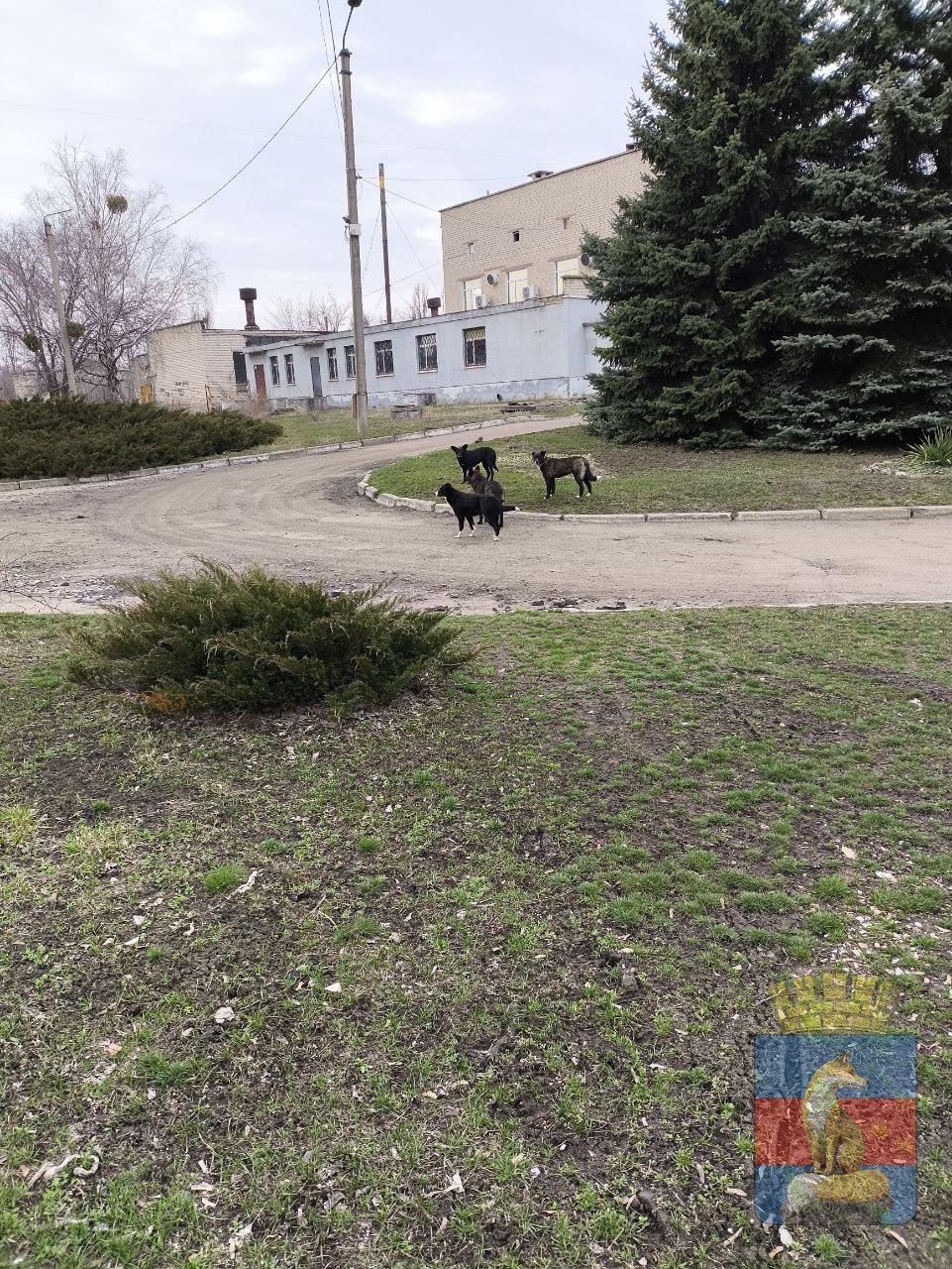 В Лисичанске продолжаются мероприятия по обращению с животными без владельцев В Лисичанске продолжаются мероприятия по обращению с животными без владельцев