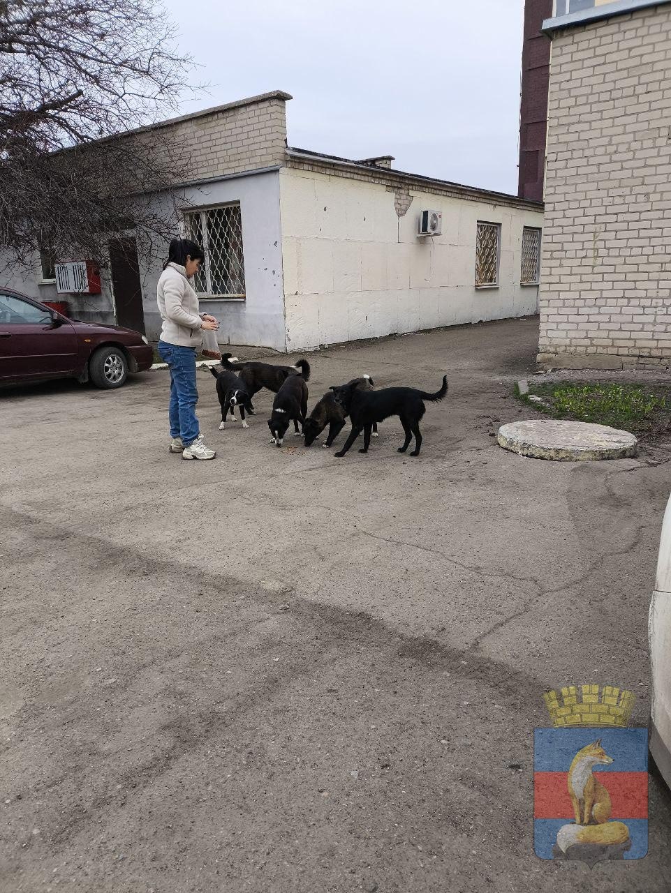 В Лисичанске продолжаются мероприятия по обращению с животными без владельцев В Лисичанске продолжаются мероприятия по обращению с животными без владельцев