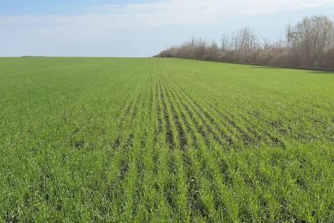 В ЛНР озимые культуры находятся в хорошем и удовлетворительном состоянии