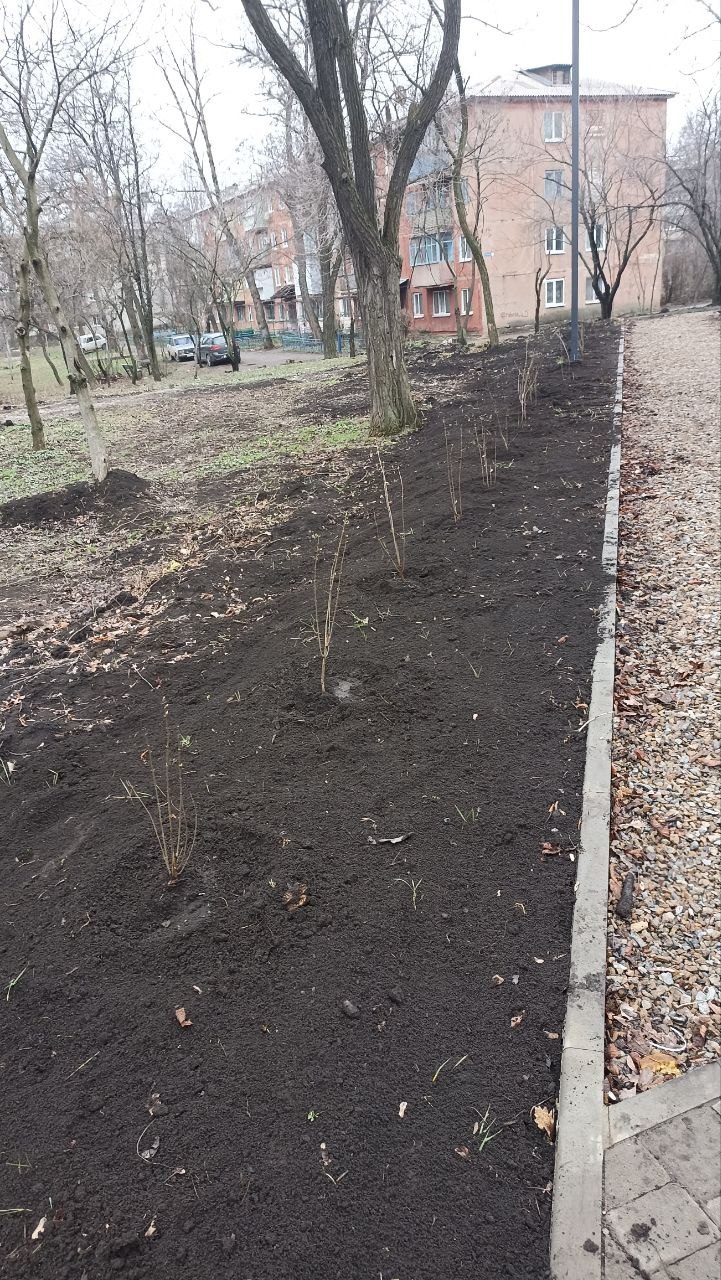 В сквере Победы высадили сирень в память о героях В сквере Победы высадили сирень в память о героях