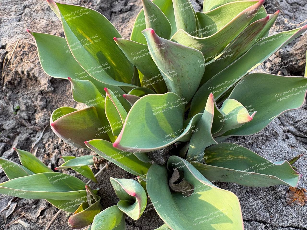 Доброе утро! Пятница, 27 марта Доброе утро! Пятница, 27 марта